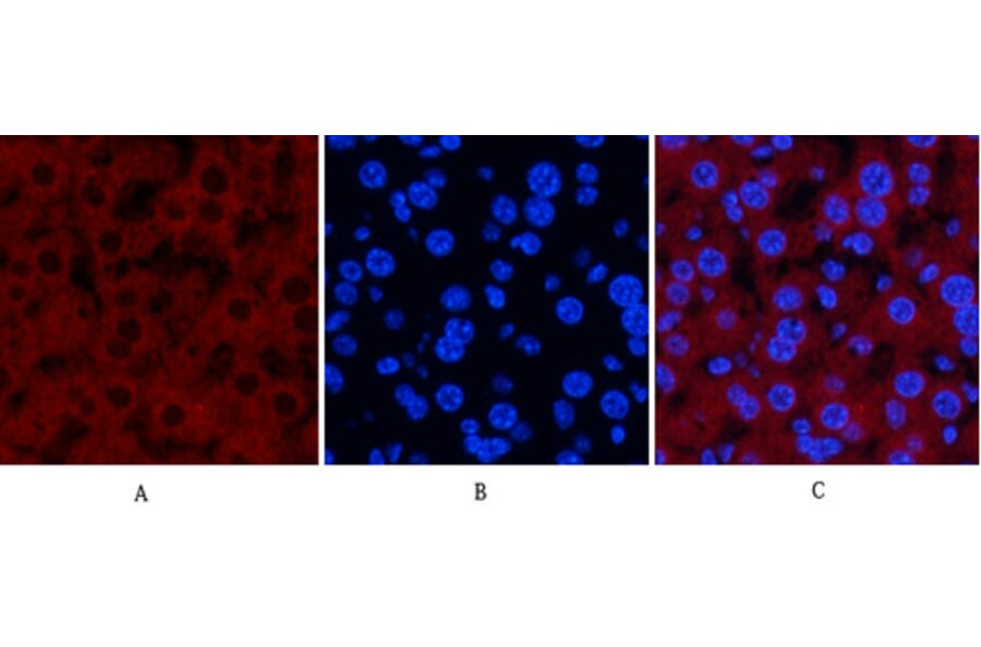 Immunofluorescence - Anti-JNK1 + JNK2 + JNK3 (phospho Thr183+Tyr185) Antibody (A0500) - Antibodies.com