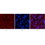 Immunofluorescence - Anti-JNK1 + JNK2 + JNK3 (phospho Thr183+Tyr185) Antibody (A0500) - Antibodies.com