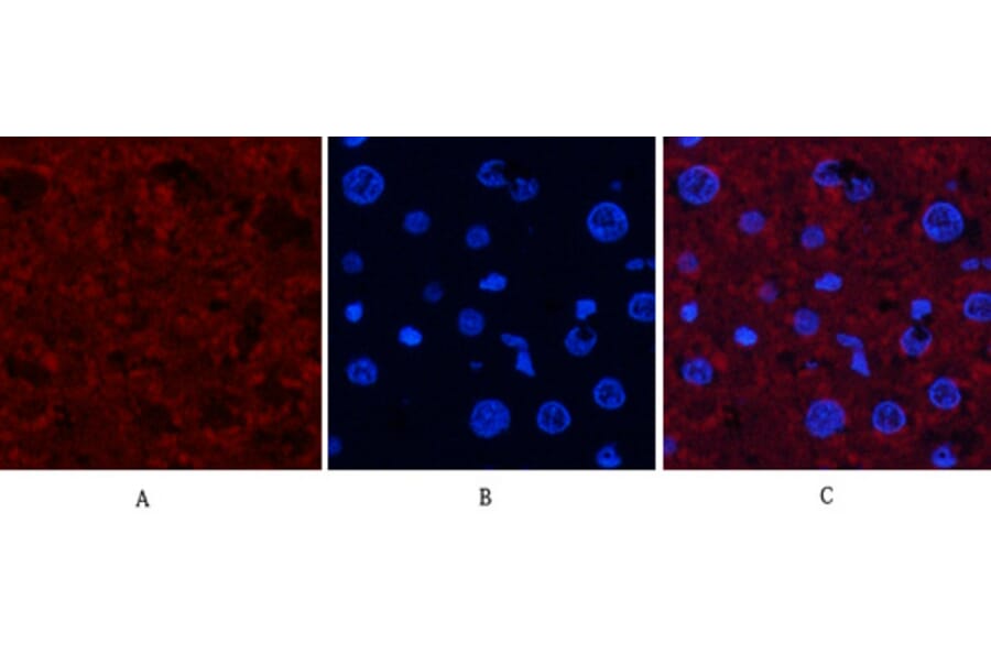 Immunofluorescence - Anti-JNK1 + JNK2 + JNK3 (phospho Thr183+Tyr185) Antibody (A0500) - Antibodies.com