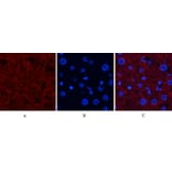 Immunofluorescence - Anti-JNK1 + JNK2 + JNK3 (phospho Thr183+Tyr185) Antibody (A0500) - Antibodies.com