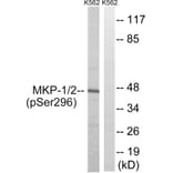 Western Blot - Anti-MKP1 + MKP2 (phospho Ser296 + Ser318) Antibody (A8372) - Antibodies.com
