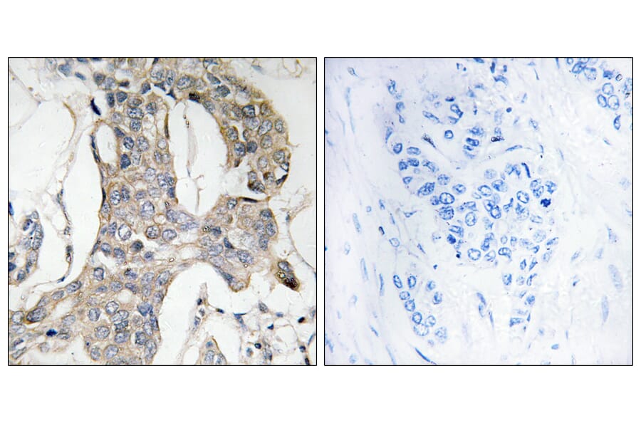 Immunohistochemistry - Anti-MKP1 + MKP2 (phospho Ser296 + Ser318) Antibody (A8372) - Antibodies.com