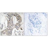 Immunohistochemistry - Anti-MKP1 + MKP2 (phospho Ser296 + Ser318) Antibody (A8372) - Antibodies.com