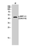 Western Blot - Anti-MKP1 + MKP2 (phospho Ser296 + Ser318) Antibody (A8372) - Antibodies.com