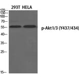 Western Blot - Anti-AKT1 + AKT3 (phospho Tyr437 + Tyr434) Antibody (A8076) - Antibodies.com