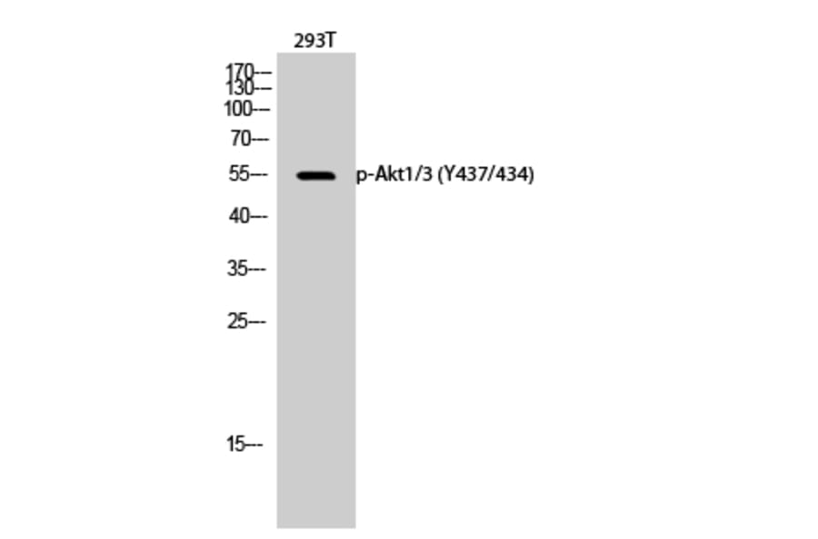Western Blot - Anti-AKT1 + AKT3 (phospho Tyr437 + Tyr434) Antibody (A8076) - Antibodies.com