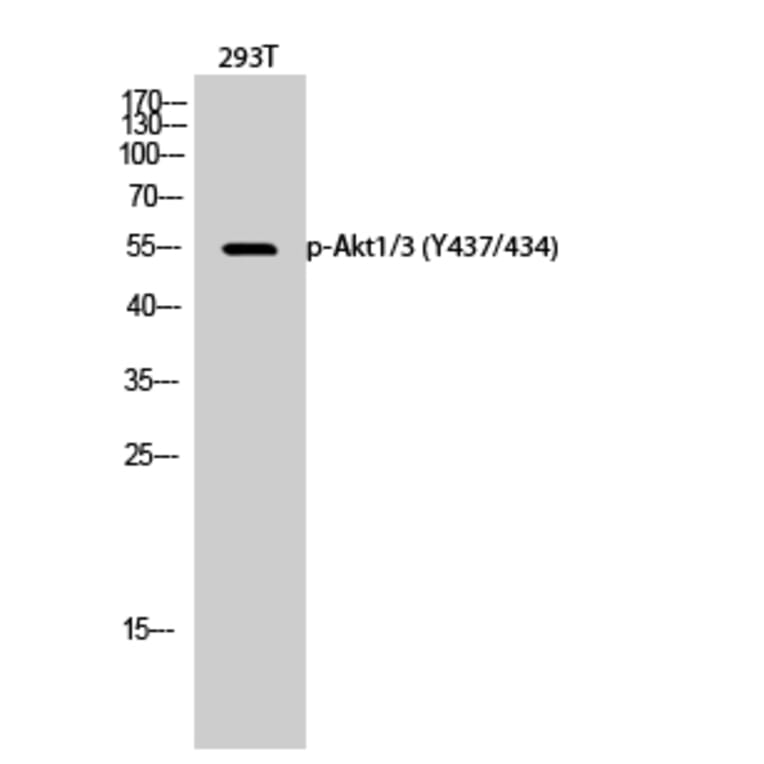 Western Blot - Anti-AKT1 + AKT3 (phospho Tyr437 + Tyr434) Antibody (A8076) - Antibodies.com