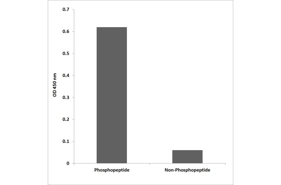 ELISA - Anti-AKT1 + AKT3 (phospho Tyr437 + Tyr434) Antibody (P12-1074) - Antibodies.com