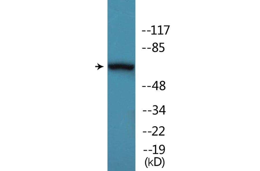 Western Blot - Anti-AKT1 + AKT3 (phospho Tyr437 + Tyr434) Antibody (P12-1074) - Antibodies.com