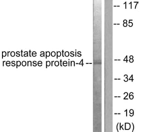 Western Blot - Anti-Prostate Apoptosis Response protein-4 Antibody (C0309) - Antibodies.com