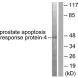Western Blot - Anti-Prostate Apoptosis Response protein-4 Antibody (C0309) - Antibodies.com