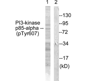 Western Blot - Anti-PI3-kinase p85-alpha (phospho Tyr607) Antibody (A1225) - Antibodies.com