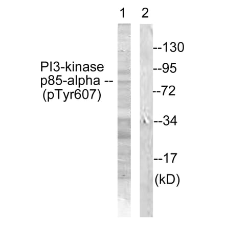 Western Blot - Anti-PI3-kinase p85-alpha (phospho Tyr607) Antibody (A1225) - Antibodies.com