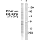Western Blot - Anti-PI3-kinase p85-alpha (phospho Tyr607) Antibody (A1225) - Antibodies.com