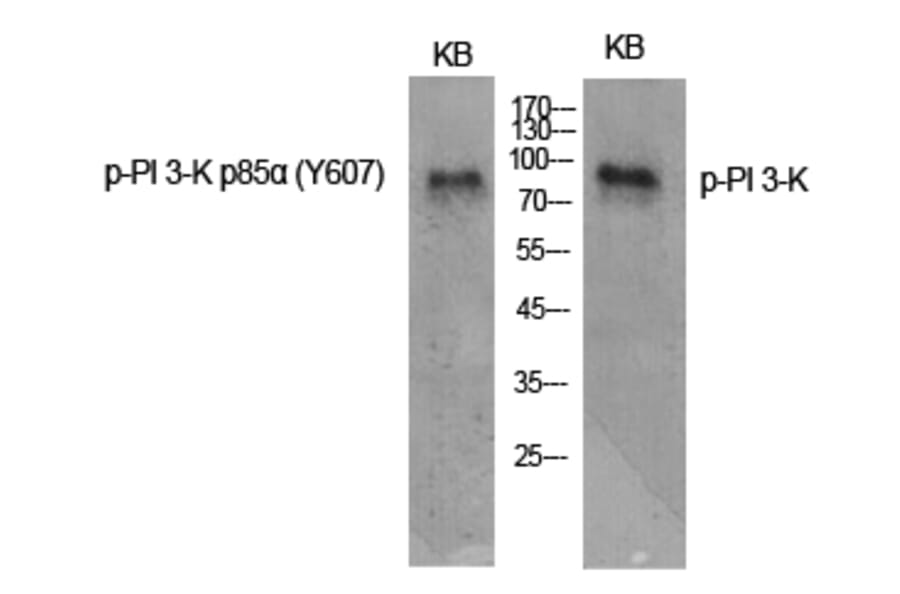 Western Blot - Anti-PI3-kinase p85-alpha (phospho Tyr607) Antibody (A1225) - Antibodies.com