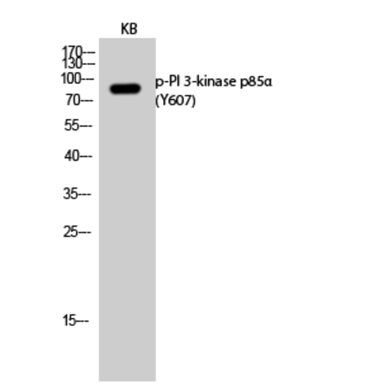 Western Blot - Anti-PI3-kinase p85-alpha (phospho Tyr607) Antibody (A1225) - Antibodies.com