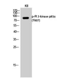 Western Blot - Anti-PI3-kinase p85-alpha (phospho Tyr607) Antibody (A1225) - Antibodies.com