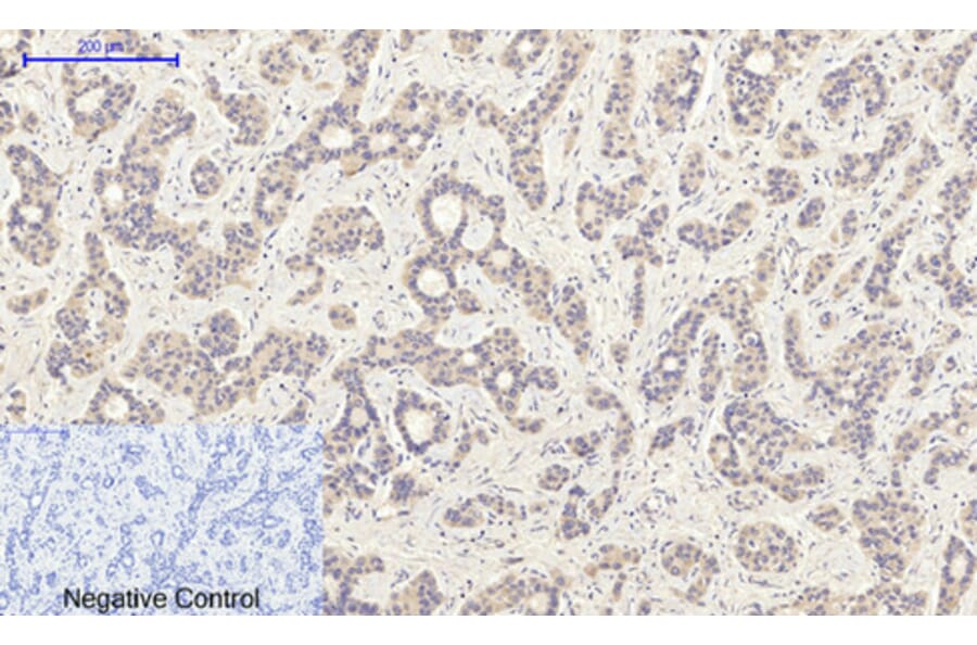 Immunohistochemistry - Anti-PI3-kinase p85-alpha (phospho Tyr607) Antibody (A1225) - Antibodies.com