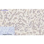 Immunohistochemistry - Anti-PI3-kinase p85-alpha (phospho Tyr607) Antibody (A1225) - Antibodies.com
