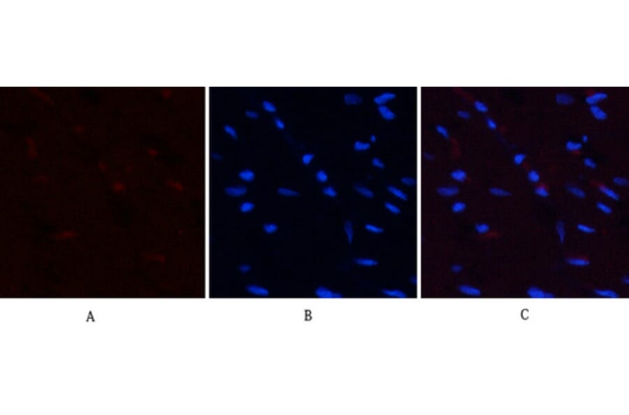 Immunofluorescence - Anti-PI3-kinase p85-alpha (phospho Tyr607) Antibody (A1225) - Antibodies.com