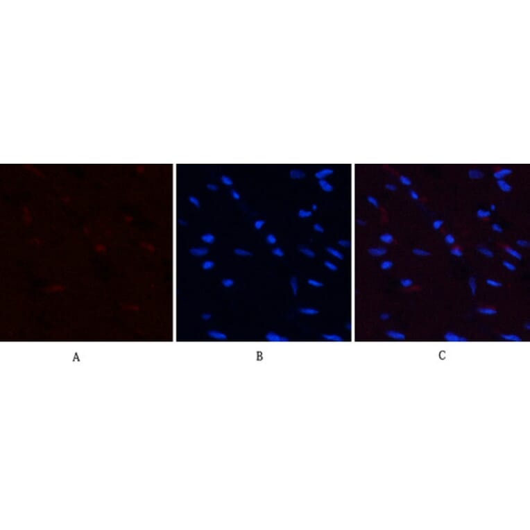 Immunofluorescence - Anti-PI3-kinase p85-alpha (phospho Tyr607) Antibody (A1225) - Antibodies.com