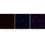 Immunofluorescence - Anti-PI3-kinase p85-alpha (phospho Tyr607) Antibody (A1225) - Antibodies.com