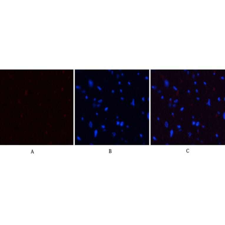 Immunofluorescence - Anti-PI3-kinase p85-alpha (phospho Tyr607) Antibody (A1225) - Antibodies.com
