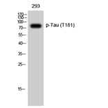 Western Blot - Anti-Tau (phospho Thr181) Antibody (A7244) - Antibodies.com