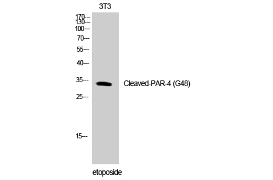 Western Blot - Anti-PAR4 (cleaved Gly48) Antibody (L0377) - Antibodies.com