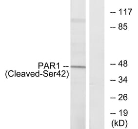 Western Blot - Anti-PAR1 (cleaved Ser42) Antibody (L0374) - Antibodies.com