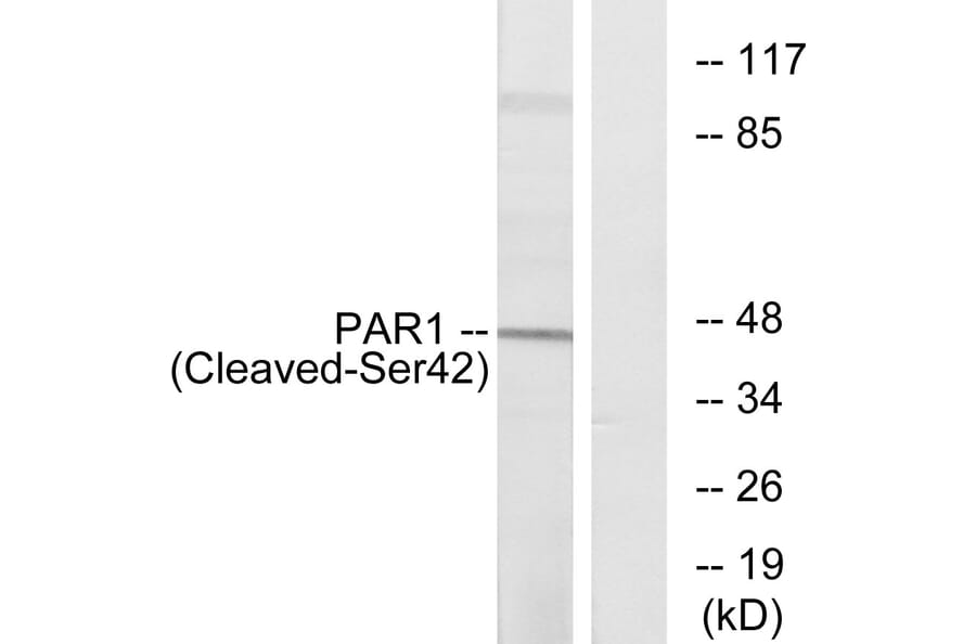 Western Blot - Anti-PAR1 (cleaved Ser42) Antibody (L0374) - Antibodies.com