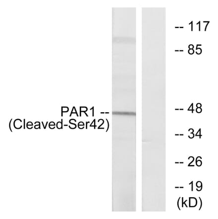 Western Blot - Anti-PAR1 (cleaved Ser42) Antibody (L0374) - Antibodies.com