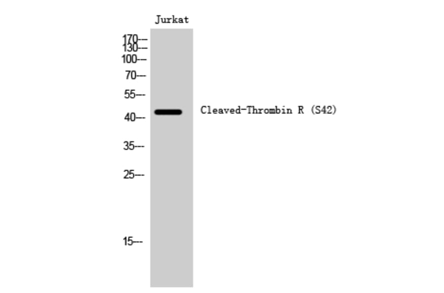 Western Blot - Anti-PAR1 (cleaved Ser42) Antibody (L0374) - Antibodies.com