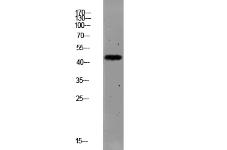 Western Blot - Anti-PAR1 (cleaved Ser42) Antibody (L0374) - Antibodies.com