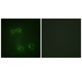 Immunofluorescence - Anti-FAS (phospho Tyr291) Antibody (A0927) - Antibodies.com