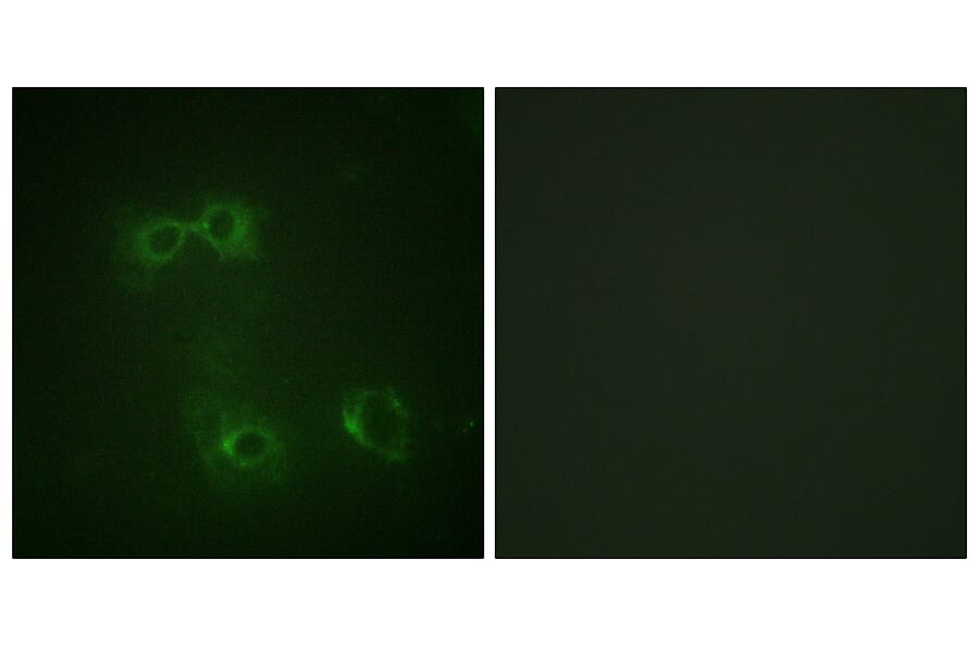 Immunofluorescence - Anti-FAS (phospho Tyr291) Antibody (A0927) - Antibodies.com
