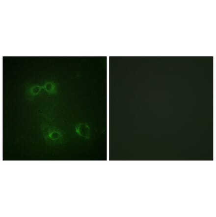 Immunofluorescence - Anti-FAS (phospho Tyr291) Antibody (A0927) - Antibodies.com