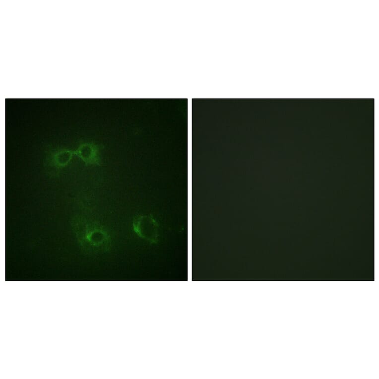 Immunofluorescence - Anti-FAS (phospho Tyr291) Antibody (A0927) - Antibodies.com