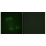 Immunofluorescence - Anti-FAS (phospho Tyr291) Antibody (A0927) - Antibodies.com