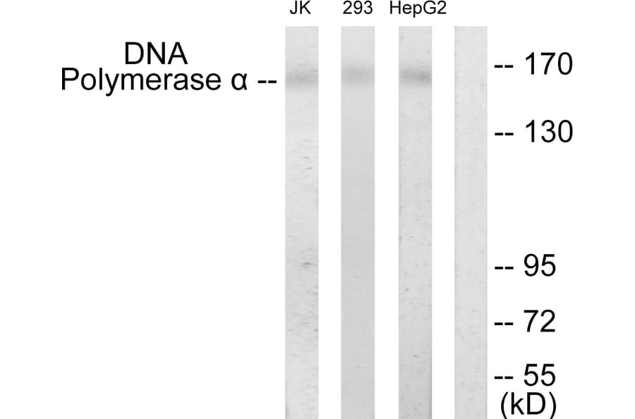 Western Blot - Anti-DNA Polymerase alpha Antibody (C10322) - Antibodies.com