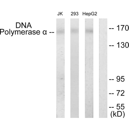 Western Blot - Anti-DNA Polymerase alpha Antibody (C10322) - Antibodies.com