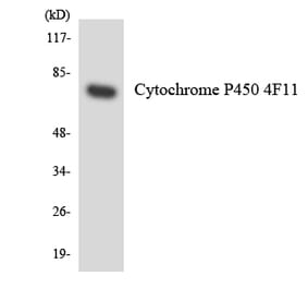 Western Blot - Anti-Cytochrome P450 4F11 Antibody (R12-2683) - Antibodies.com