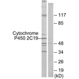 Western Blot - Anti-Cytochrome P450 2C19 Antibody (C12265) - Antibodies.com