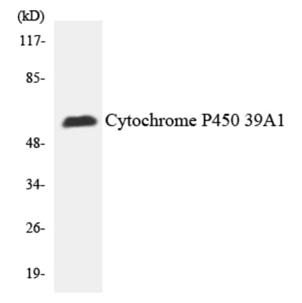 Western Blot - Anti-Cytochrome P450 2C19 Antibody (R12-2675) - Antibodies.com