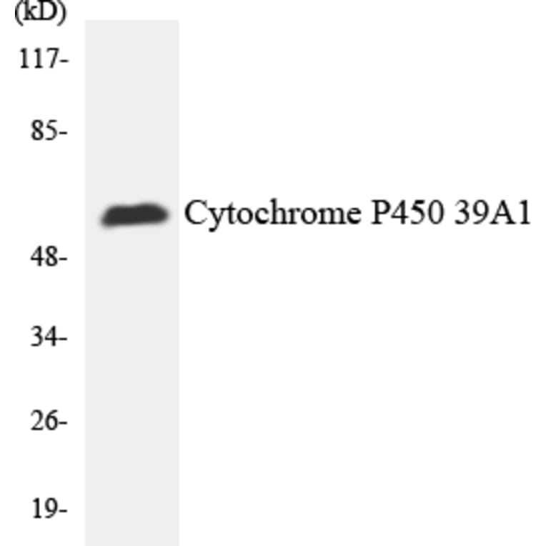 Western Blot - Anti-Cytochrome P450 2C19 Antibody (R12-2675) - Antibodies.com