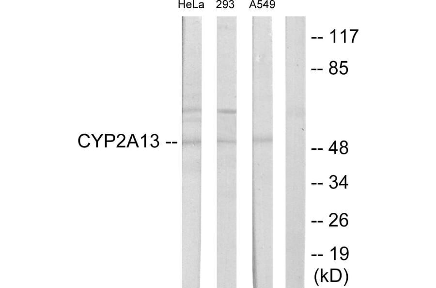 Western Blot - Anti-Cytochrome P450 2A13 Antibody (C12260) - Antibodies.com