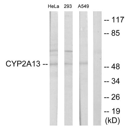 Western Blot - Anti-Cytochrome P450 2A13 Antibody (C12260) - Antibodies.com