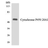 Western Blot - Anti-Cytochrome P450 20A1 Antibody (R12-2673) - Antibodies.com