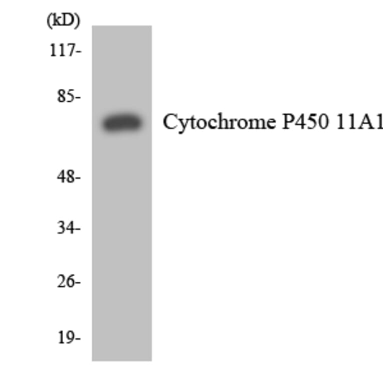 Western Blot - Anti-Cytochrome P450 11A1 Antibody (R12-2671) - Antibodies.com