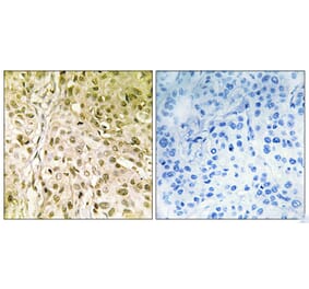 Immunohistochemistry - Anti-DNA Polymerase thet Antibody (C10173) - Antibodies.com